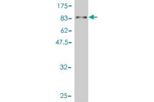 Western Blot detection against Immunogen (88. (WDR20 anticorps  (AA 1-569))