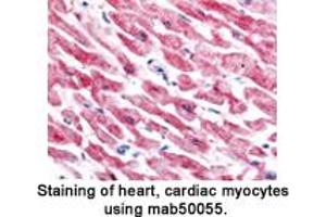 Image no. 2 for anti-Endothelial PAS Domain Protein 1 (EPAS1) (AA 535-631) antibody (ABIN363209)