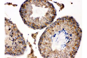 Anti- S100 alpha 6 Picoband antibody, IHC(P) IHC(P): Mouse Testis Tissue