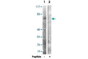 Western blot analysis of extracts from HT-29 cells, using CDC6 polyclonal antibody . (CDC6 anticorps)
