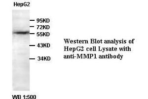 Image no. 1 for anti-Matrix Metallopeptidase 1 (Interstitial Collagenase) (MMP1) antibody (ABIN791151) (MMP1 anticorps)