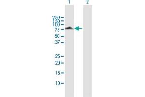 Western Blot analysis of DNAI2 expression in transfected 293T cell line by DNAI2 MaxPab polyclonal antibody. (DNAI2 anticorps  (AA 1-593))