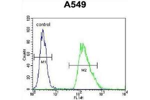CMGA Antibody (C-term) flow cytometric analysis of A549 cells (right histogram) compared to a negative control cell (left histogram). (Chromogranin A anticorps  (C-Term))