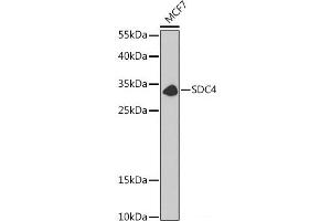 Western blot analysis of extracts of MCF7 cells using SDC4 Polyclonal Antibody at dilution of 1:1000. (SDC4 anticorps)