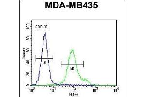 Nephrin Antibody  (ABIN654375 and ABIN2844129) flow cytometric analysis of MDA-M cells (right histogram) compared to a negative control cell (left histogram).