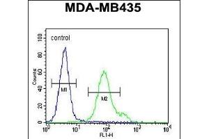 Nephrin Antibody  (ABIN654375 and ABIN2844129) flow cytometric analysis of MDA-M cells (right histogram) compared to a negative control cell (left histogram). (Nephrin anticorps  (Tyr1210))
