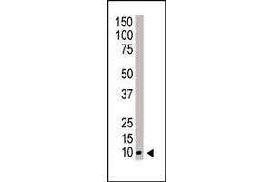 Western blot analysis of NEDD8 polyclonal antibody (ABIN388037 and ABIN2845525) in HeLa cell lysate.