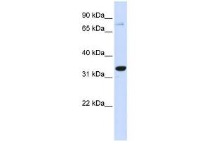 WB Suggested Anti-POU5F1 Antibody Titration:  0. (OCT4 anticorps  (Middle Region))