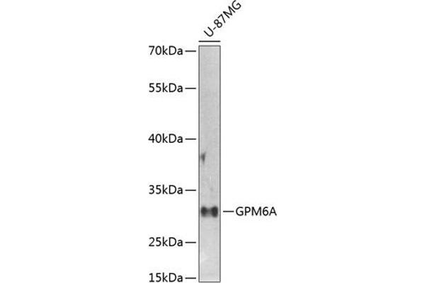 GPM6A Antikörper  (AA 1-100)