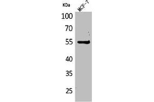 Western Blot analysis of MCF7 cells using CD85g Polyclonal Antibody (LILRA4 anticorps  (Internal Region))