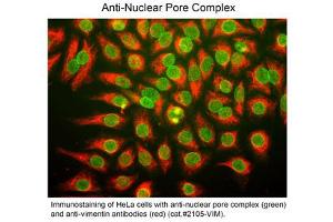 Immunostaining of Anti-Nuclear Pore Complex (Mouse) Antibody - 200-301-D98 Immunofluorescence Microscopy of Mouse anti-Nuclear Pore Complex antibody.