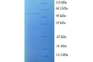 SDS-PAGE (SDS) image for Stratifin (SFN) (AA 1-248), (full length) protein (GST tag) (ABIN5710354)