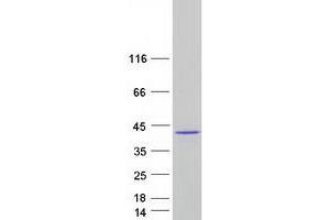 Validation with Western Blot