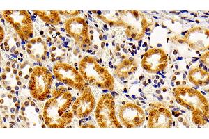 Detection of FGF2 in Rabbit Kidney Tissue using Polyclonal Antibody to Fibroblast Growth Factor 2, Basic (FGF2) (FGF2 anticorps  (AA 26-153))