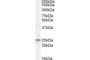 ABIN2564496 (0. (PGRMC1 anticorps  (C-Term))