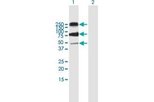 Western Blot analysis of CD68 expression in transfected 293T cell line by CD68 MaxPab polyclonal antibody. (CD68 anticorps  (AA 1-354))