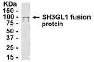 Western Blotting (WB) image for anti-SH3-Domain GRB2-Like 1 (SH3GL1) (AA 1-360) antibody (ABIN2468136) (SH3GL1 anticorps  (AA 1-360))