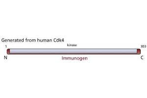 Image no. 1 for anti-Cyclin-Dependent Kinase 4 (CDK4) (N-Term) antibody (ABIN967650) (CDK4 anticorps  (N-Term))
