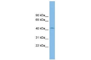 RIBC1 antibody used at 1 ug/ml to detect target protein.