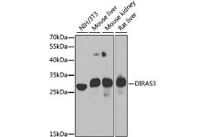 Western blot analysis of extracts of various cell lines, using DIRAS3 antibody. (DIRAS3 anticorps)