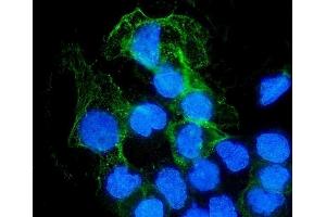 IF analysis of SHP1/PTPN6 using anti-SHP1/PTPN6 antibody (ABIN7602271).