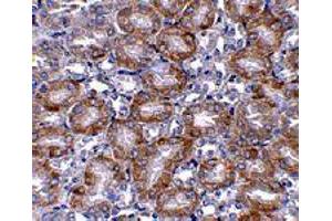 Immunohistochemistry of MTCH2 in mouse kidney tissue with MTCH2 polyclonal antibody  at 5 ug/mL . (MTCH2 anticorps  (N-Term))