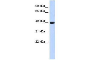AURKC antibody used at 1 ug/ml to detect target protein. (Aurora Kinase C anticorps  (Middle Region))