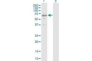 Western Blot analysis of IRX3 expression in transfected 293T cell line by IRX3 MaxPab polyclonal antibody.