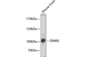 Western blot analysis of extracts of Mouse brain using DNM3 Polyclonal Antibody at dilution of 1:2000. (Dynamin 3 anticorps)