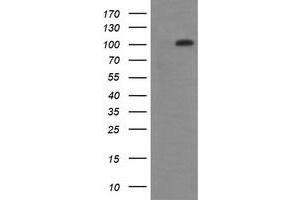 Image no. 6 for anti-DEAD (Asp-Glu-Ala-Asp) Box Polypeptide 58 (DDX58) antibody (ABIN1500708) (DDX58 anticorps)