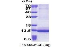 Epithelial Mitogen (EPGN) (AA 23-110) protein (His tag)