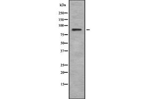 Western blot analysis of Rsk-4 using K562 whole cell lysates (RPS6KA6 anticorps  (C-Term))