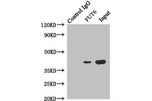 Immunoprecipitating FUT6 in Hela whole cell lysate Lane 1: Rabbit control IgG instead of (1 μg) instead of ABIN7143736 in Hela whole cell lysate.