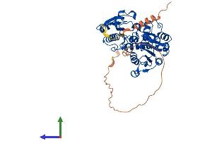 AlphaFold protein structure predicition of Human Recombinant CTBP2 Protein, UniprotID P56545