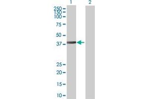 Western Blot analysis of DNAJB6 expression in transfected 293T cell line by DNAJB6 MaxPab polyclonal antibody.