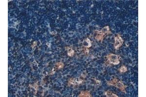 Detection of INSL5 in Mouse Lymph node Tissue using Polyclonal Antibody to Insulin Like Protein 5 (INSL5)