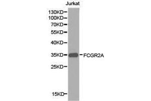 Western Blotting (WB) image for anti-Fc Fragment of IgG, Low Affinity IIa, Receptor (CD32) (FCGR2A) antibody (ABIN1872671) (FCGR2A anticorps)