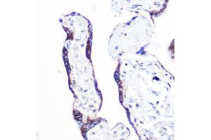 Immunohistochemistry of paraffin-embedded human placenta using PEX2 Rabbit pAb (ABIN7269248) at dilution of 1:100 (40x lens).