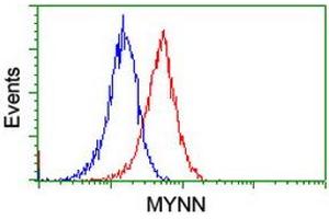 Image no. 2 for anti-Myoneurin (MYNN) (AA 10-300) antibody (ABIN1490791) (Myoneurin anticorps  (AA 10-300))