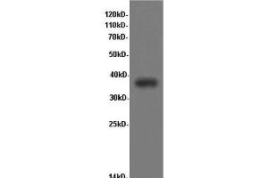 Western Blot analysis of Rat kidney tissue using CD68 Polyclonal Antibody at dilution of 1:600