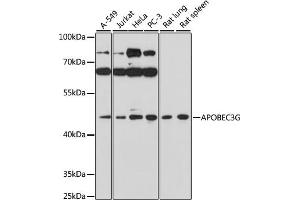 Western blot analysis of extracts of various cell lines, using G antibody (ABIN3021983, ABIN3021984, ABIN3021985 and ABIN6218549) at 1:1000 dilution. (APOBEC3G anticorps  (AA 60-330))