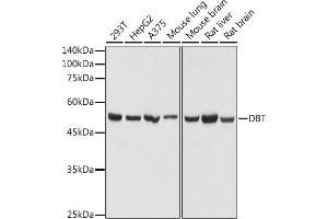 Western blot analysis of extracts of various cell lines, using DBT antibody (ABIN7266765) at 1:1000 dilution. (DBT anticorps)