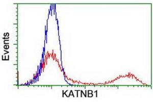 HEK293T cells transfected with either RC201852 overexpress plasmid (Red) or empty vector control plasmid (Blue) were immunostained by anti-KATNB1 antibody (ABIN2455206), and then analyzed by flow cytometry. (KATNB1 anticorps)