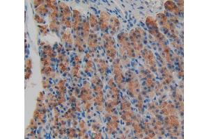 IHC-P analysis of stomach tissue, with DAB staining. (AGRN anticorps  (AA 1206-1475))