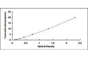 Maternal Embryonic Leucine Zipper Kinase (MELK) ELISA Kit