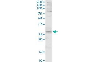 FOSL1 MaxPab polyclonal antibody.