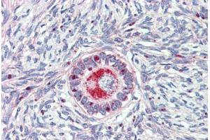 Anti-TM9SF1 antibody  ABIN1104705 IHC staining of human ovary. (TM9SF1 anticorps  (Internal Region))