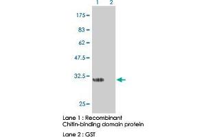 Image no. 1 for anti-Chitin Binding Domain antibody (ABIN531947) (Chitin Binding Domain anticorps)