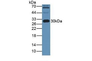 Western blot analysis of Human Serum. (APOA1 anticorps  (AA 122-267))
