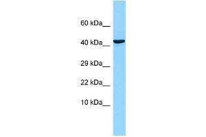WB Suggested Anti-OLFM1 Antibody Titration: 1. (Olfactomedin 1 anticorps  (N-Term))